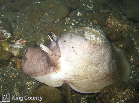 Photo of Euspira lewisii